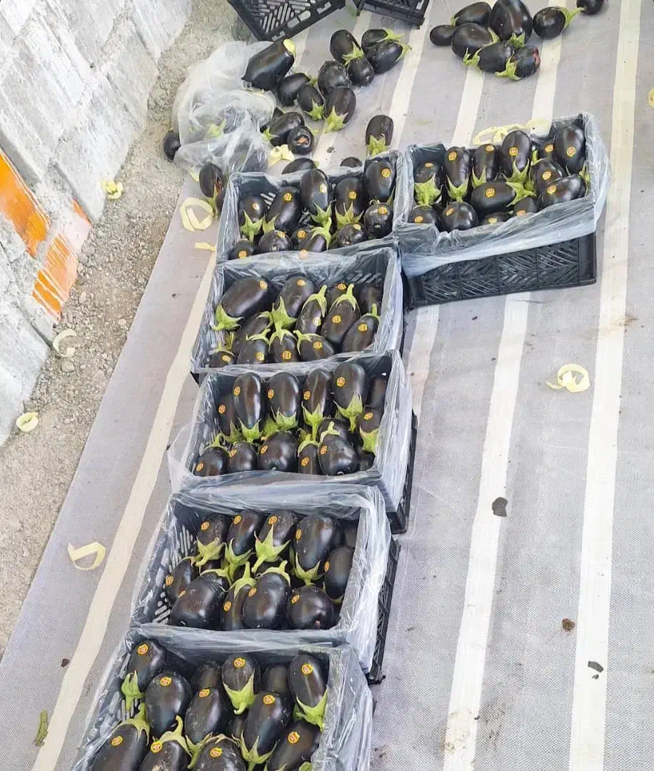 بادمجان رودان عمده|حراج|مریوان, |دیوار