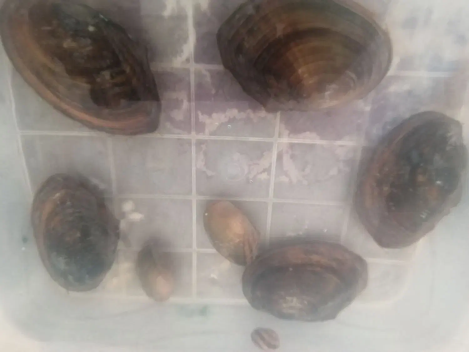 صدف دریای زنده|ماهی|دزفول, |دیوار