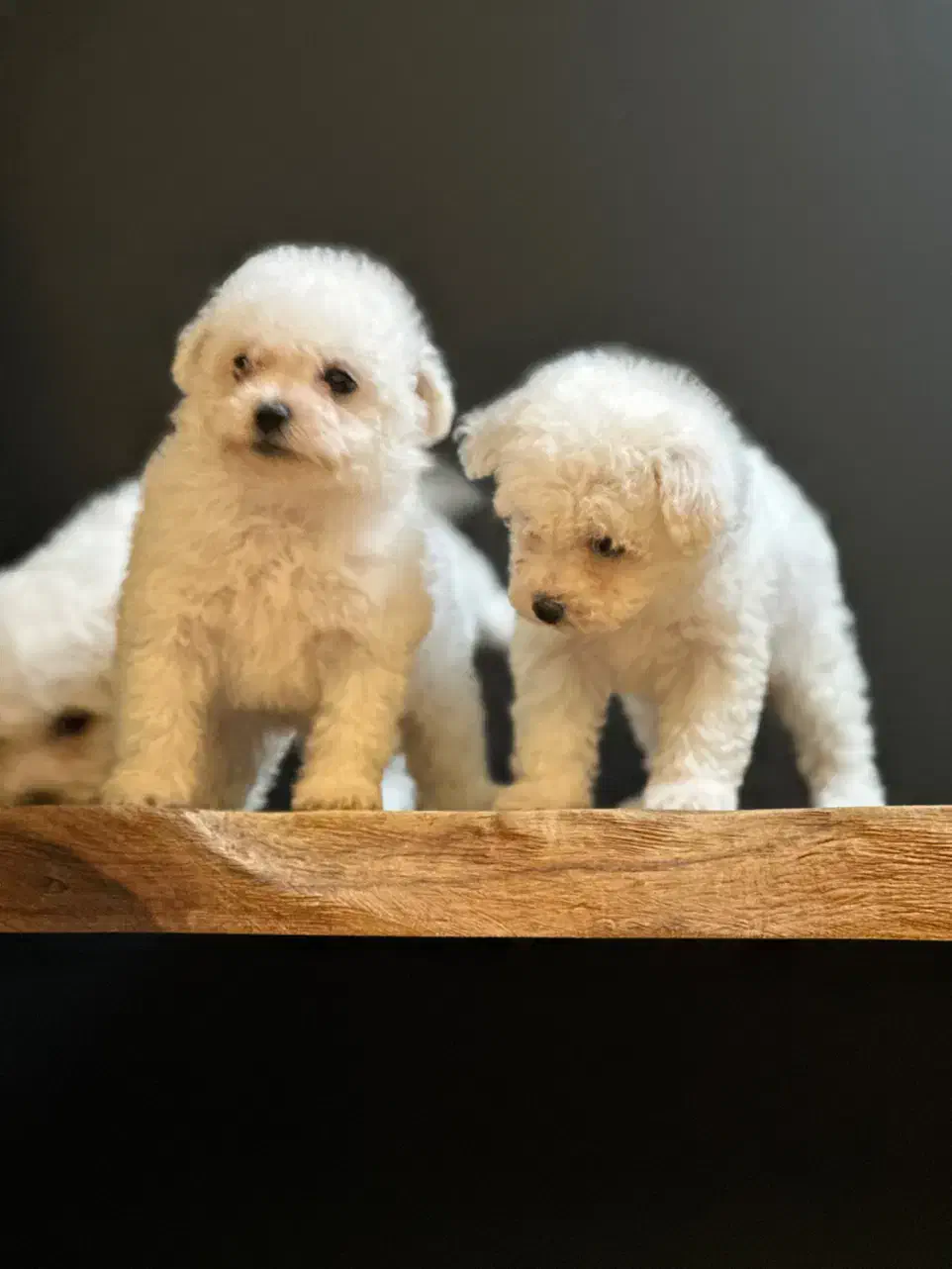 بیچون فرایز یا پودل|سگ|تهران, باغ فیض|دیوار