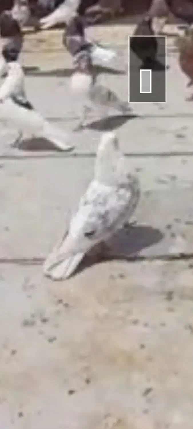 گمشده نر پشتدار|پرنده|ساوه, |دیوار