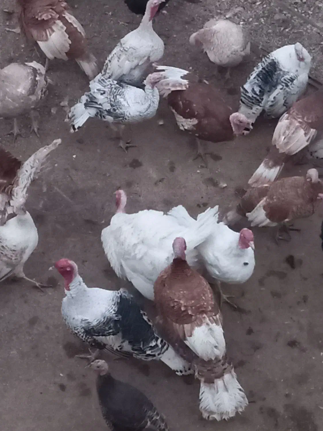 فروش بوقلمون نرو ماده محلی|حیوانات مزرعه|شیراز, کیان آباد|دیوار