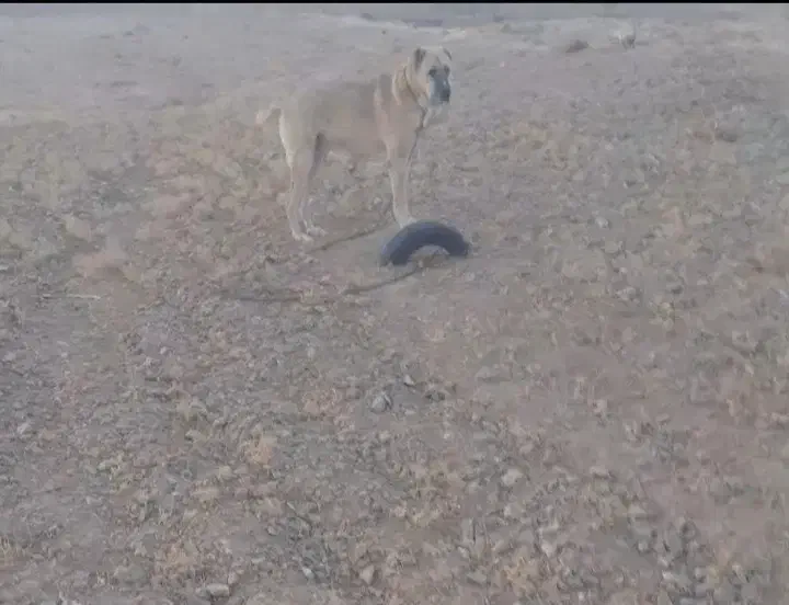 سگ گلگی|سگ|قائن, |دیوار