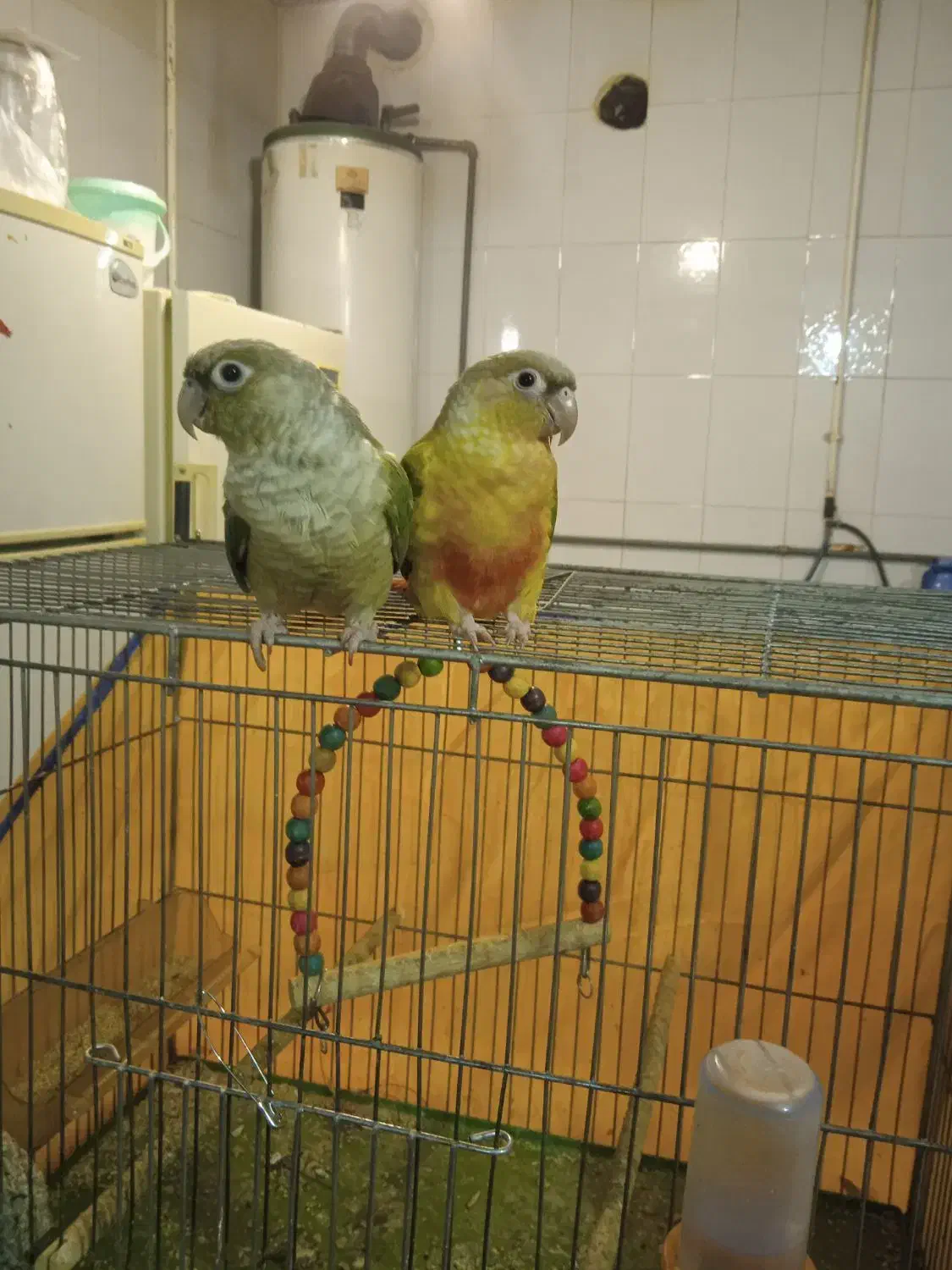 گرینچیک فوق دستی|پرنده|نجفآباد, حومه نجف آباد|دیوار