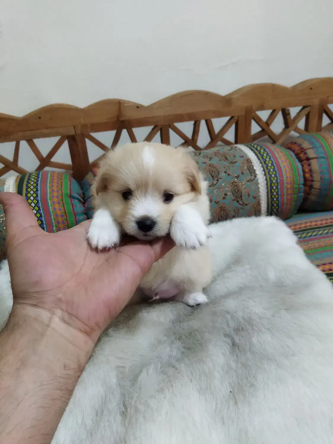 توله پودل دوماهه نر فقط 5.300|سگ|چهاردانگه (تهران), |دیوار