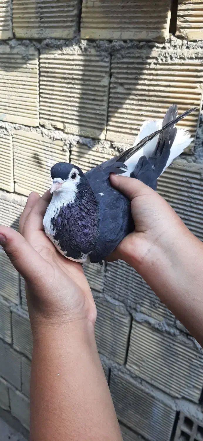 کبوتر شهری|پرنده|خرمشهر, |دیوار