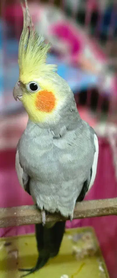 عروس هلندی نر|پرنده|شلمان, |دیوار