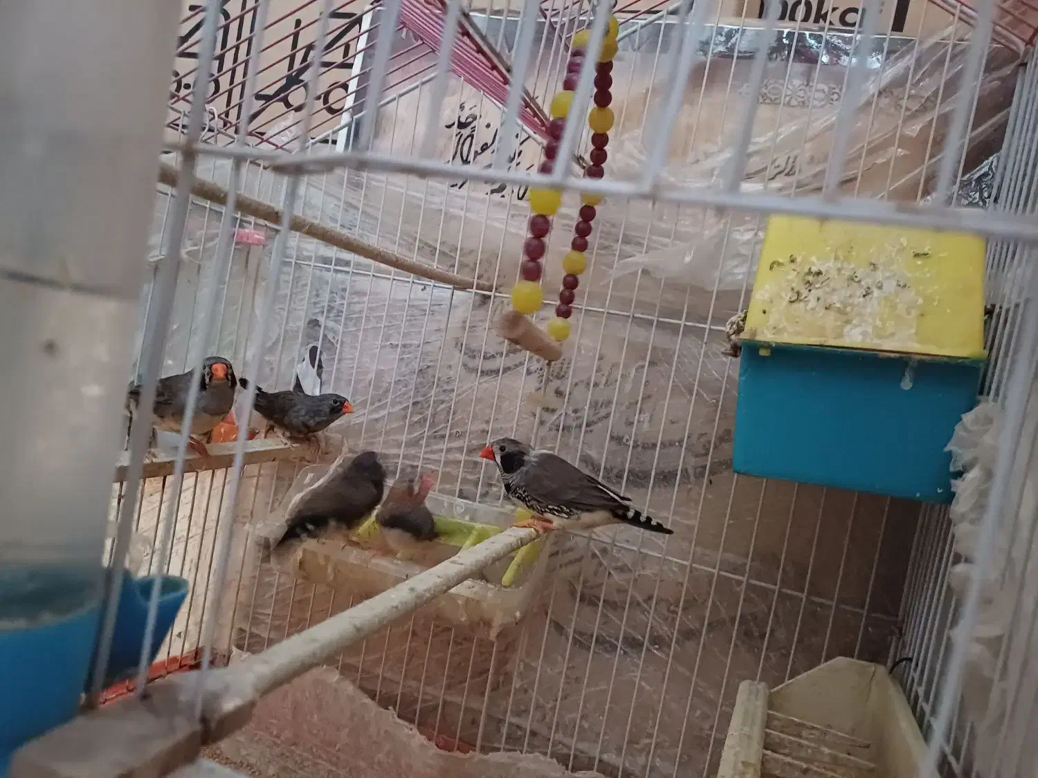 فنچ|پرنده|پاکدشت, شهرک انقلاب|دیوار