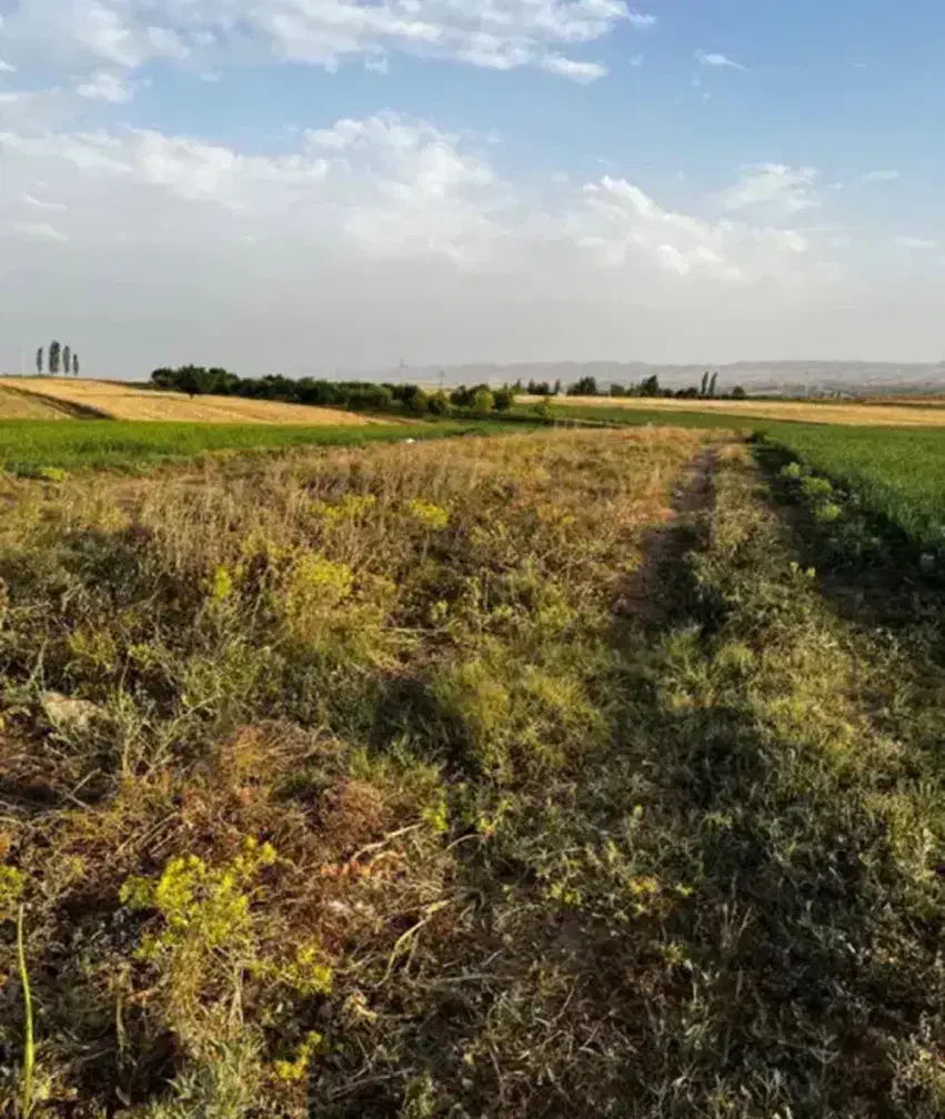 زمین برای کشاورزی احداث باغ،گلخانه|فروش زمین و ملک کلنگی|زنجان, |دیوار