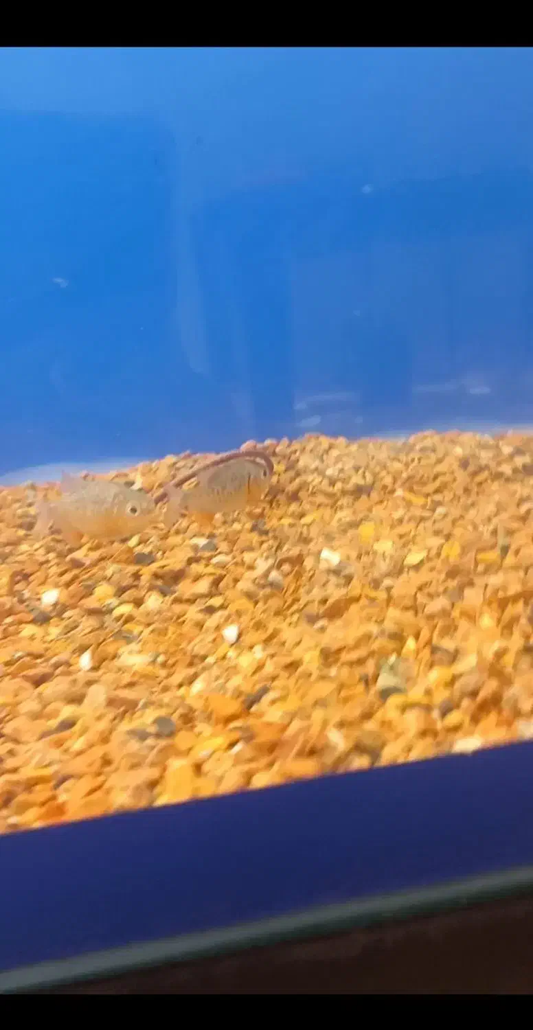 ماهی پیرانا ردبلی|ماهی|کرج, شهرک بنفشه|دیوار