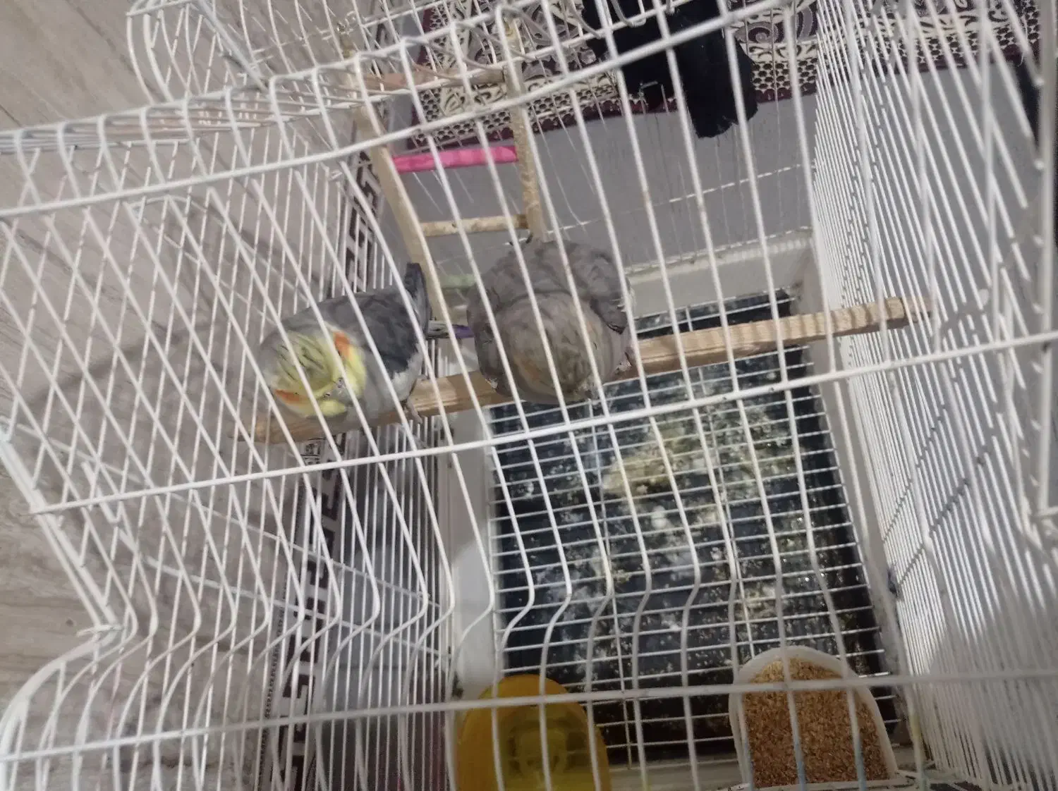 جفت عروس هلندی|پرنده|گلستان (تهران), |دیوار