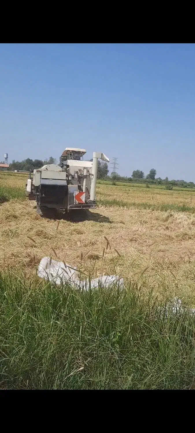 برنج هاشمی دانه بلند درجه ۱|خوردنی و آشامیدنی|رشت, سلیمانداراب|دیوار