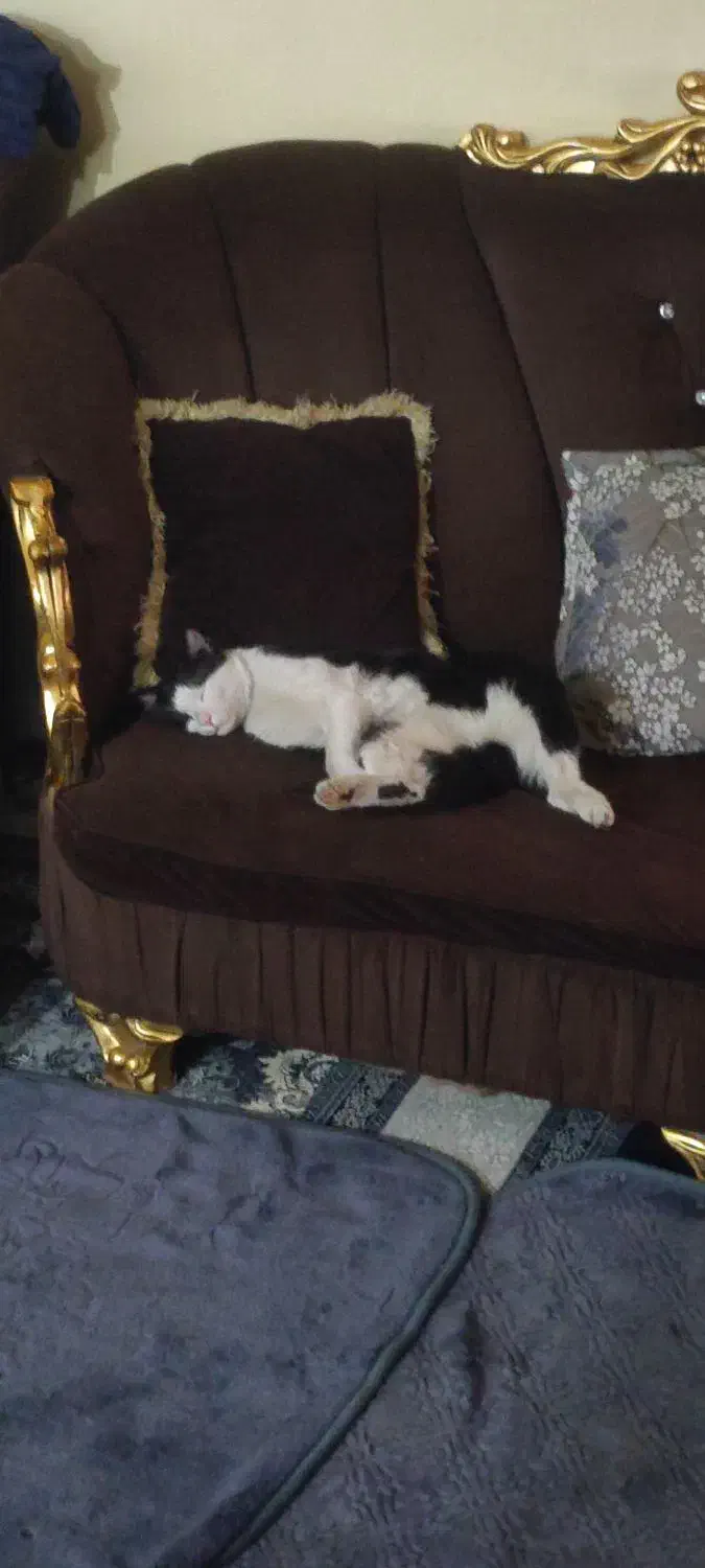 گربه رایگان|گربه|مشهد, پروین اعتصامی|دیوار