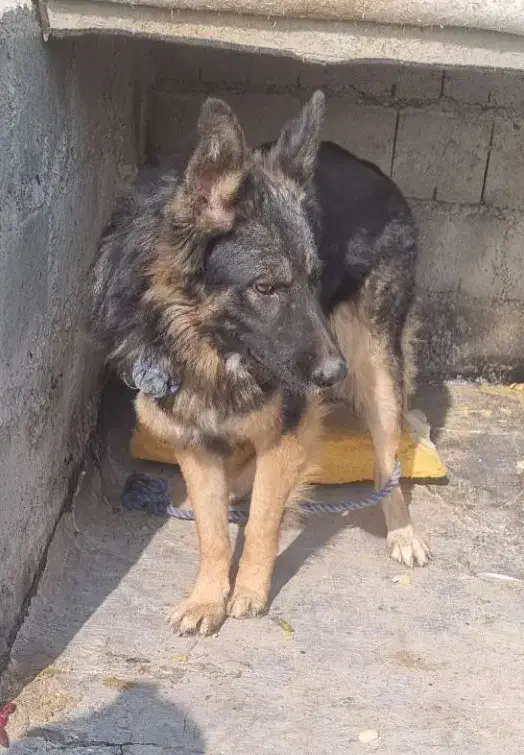 سگ ژرمن شپرد مشکی و قهوه ای|سگ|میاندوآب, |دیوار