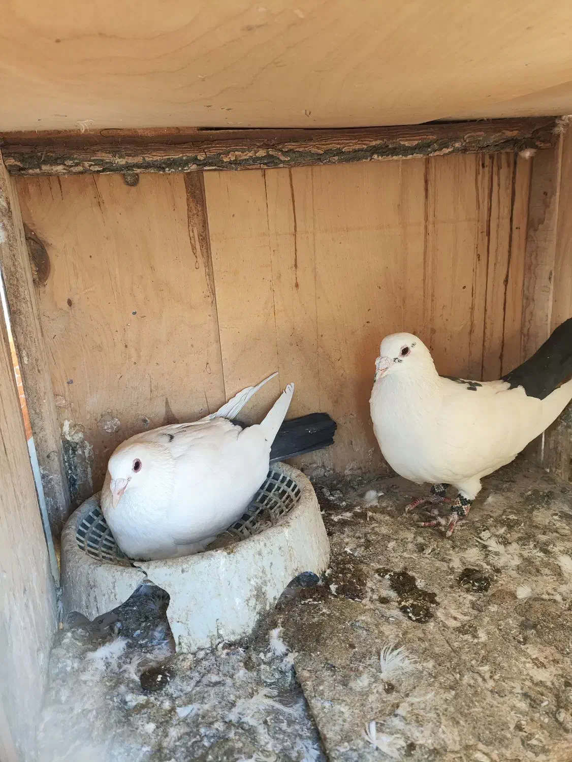 جفت دم سیاه دم گرد|پرنده|رفسنجان, |دیوار