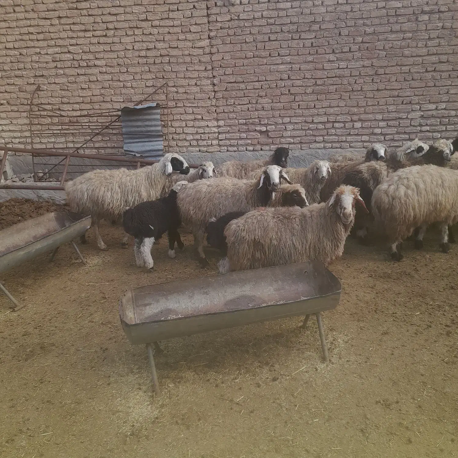 میش بره دار|حیوانات مزرعه|مرودشت, نقش رستم|دیوار