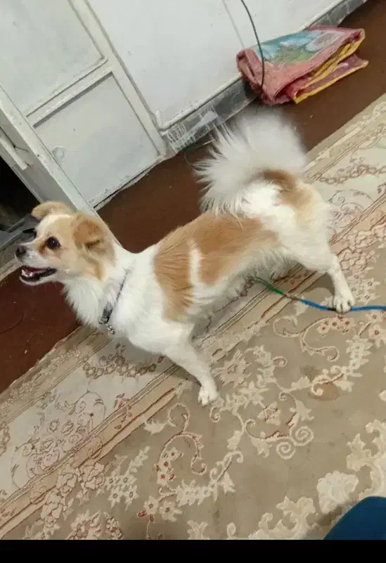 سگ معاوضه با لوازم موتور|سگ|شریفآباد, |دیوار