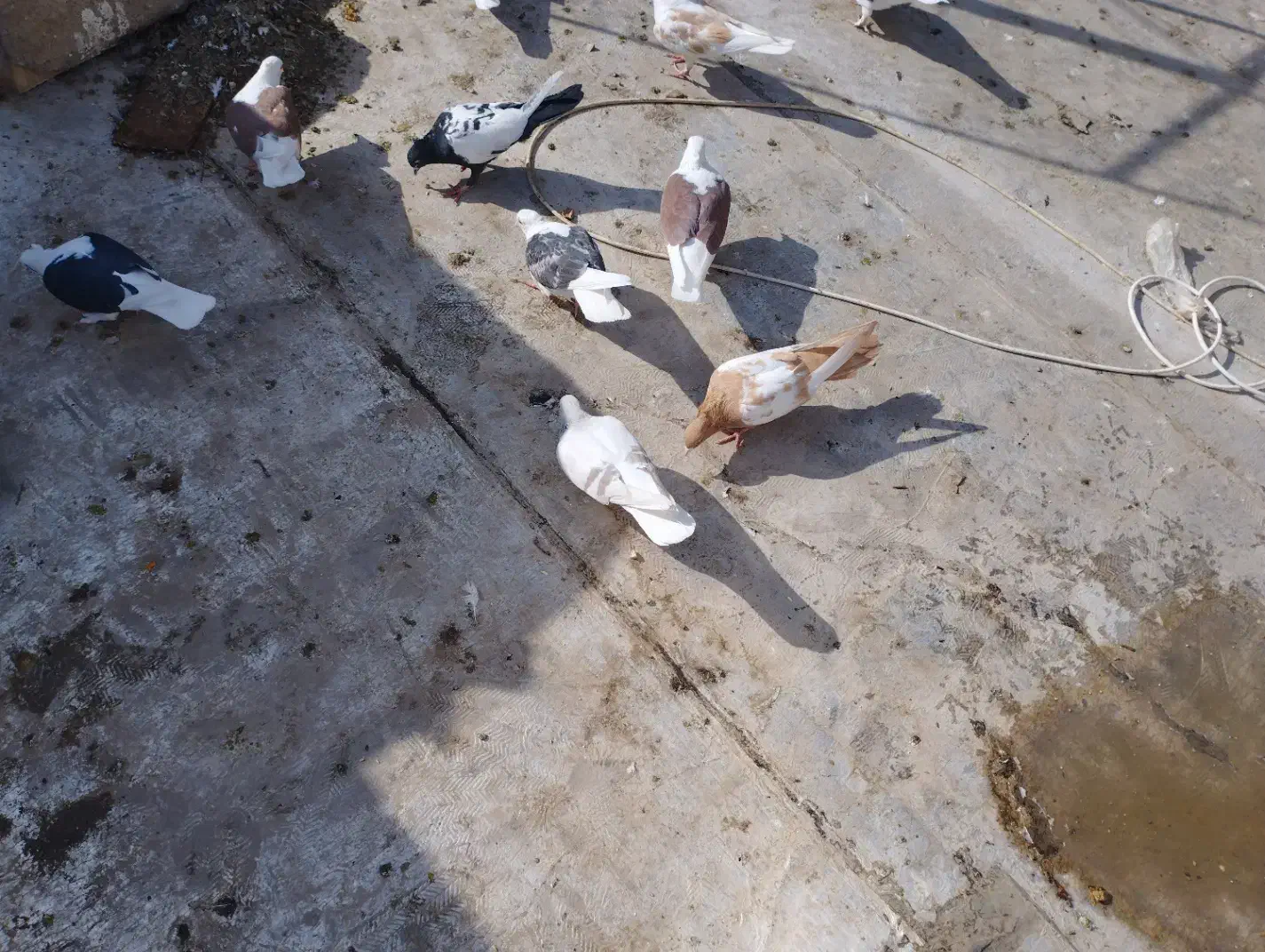 کبوتر|پرنده|تاکستان, |دیوار