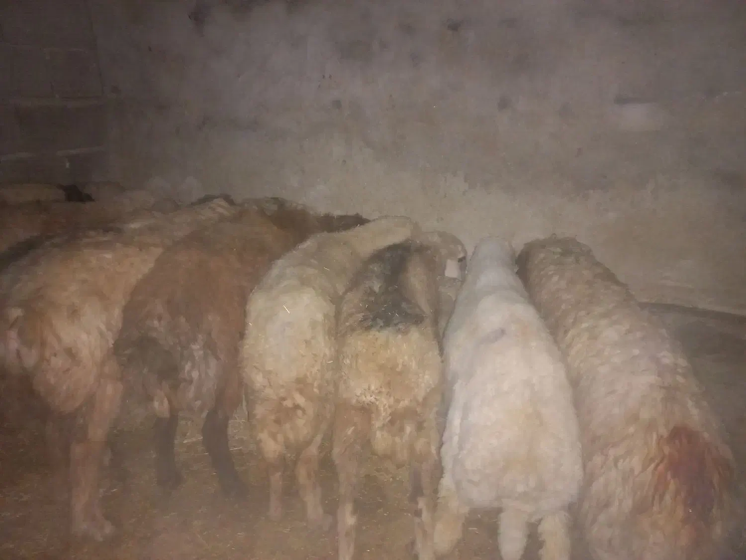 ۷راس میش وبره گیلانغرب|حیوانات مزرعه|گیلان غرب, |دیوار