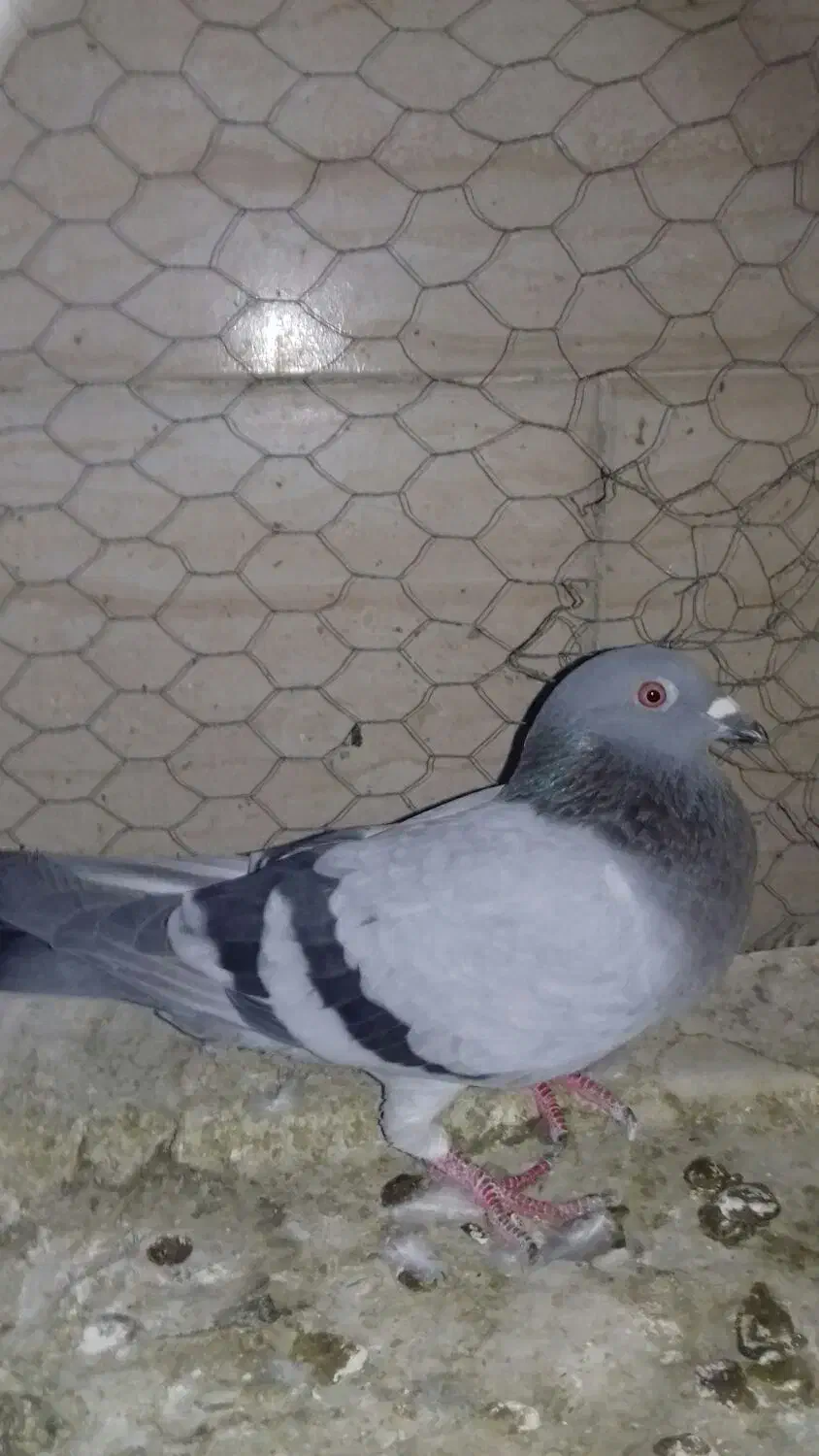 کبوتر|پرنده|آبیک, |دیوار