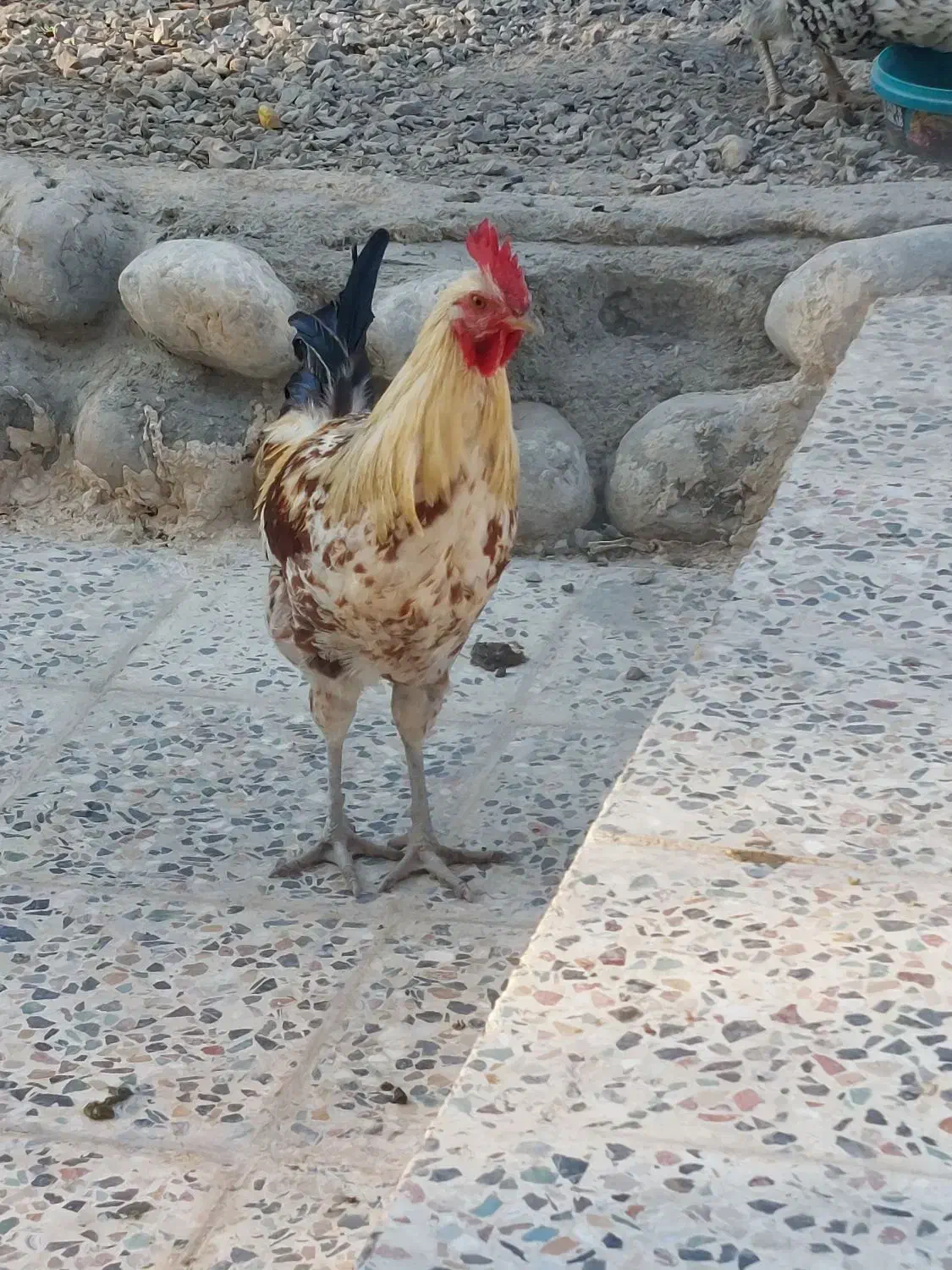 خروس ۸ ماه گلین|حیوانات مزرعه|دورود, |دیوار