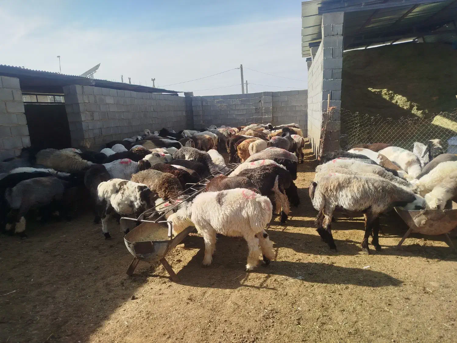 160راس بره نر|حیوانات مزرعه|حسن آباد, |دیوار