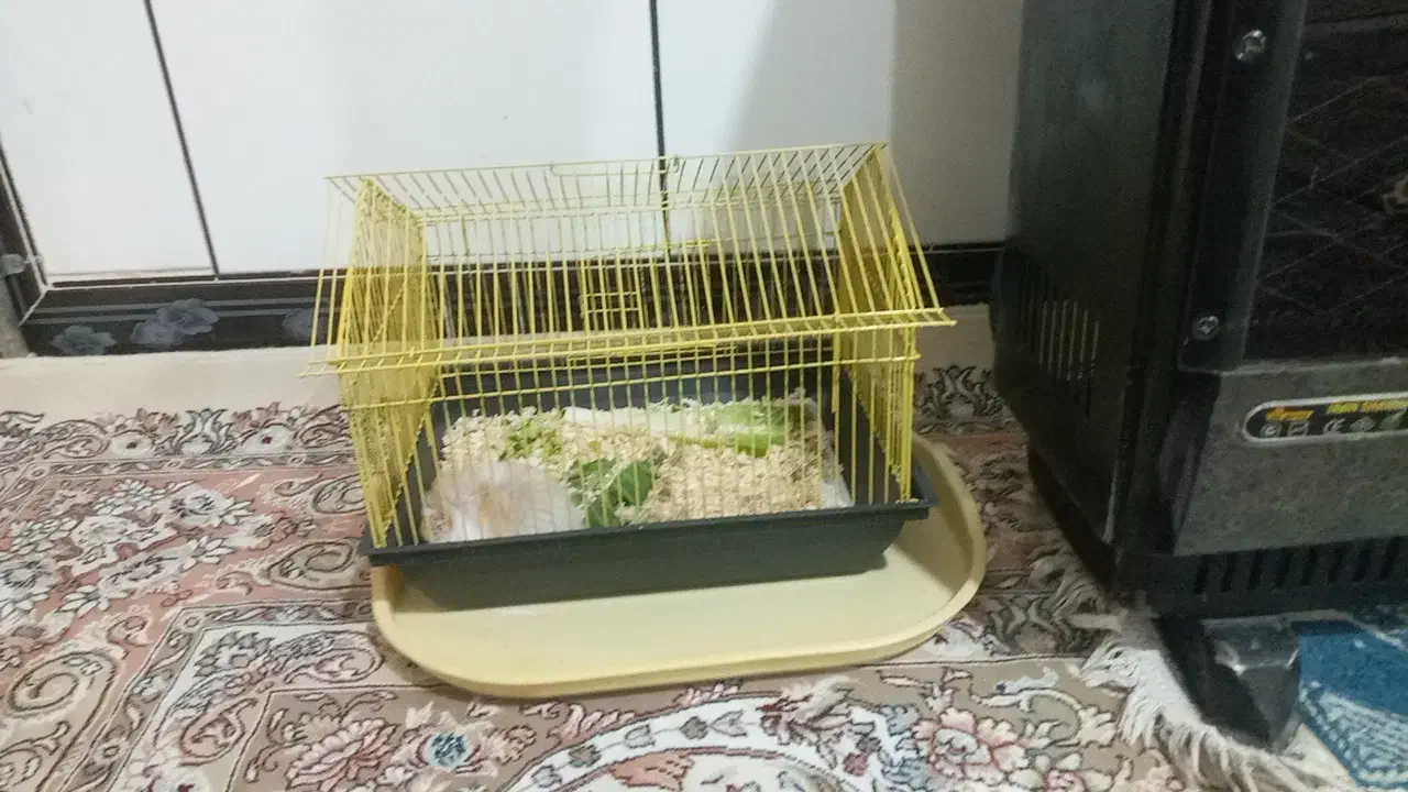 همستر وخرگوش|موش و خرگوش|خرم‌آباد, |دیوار