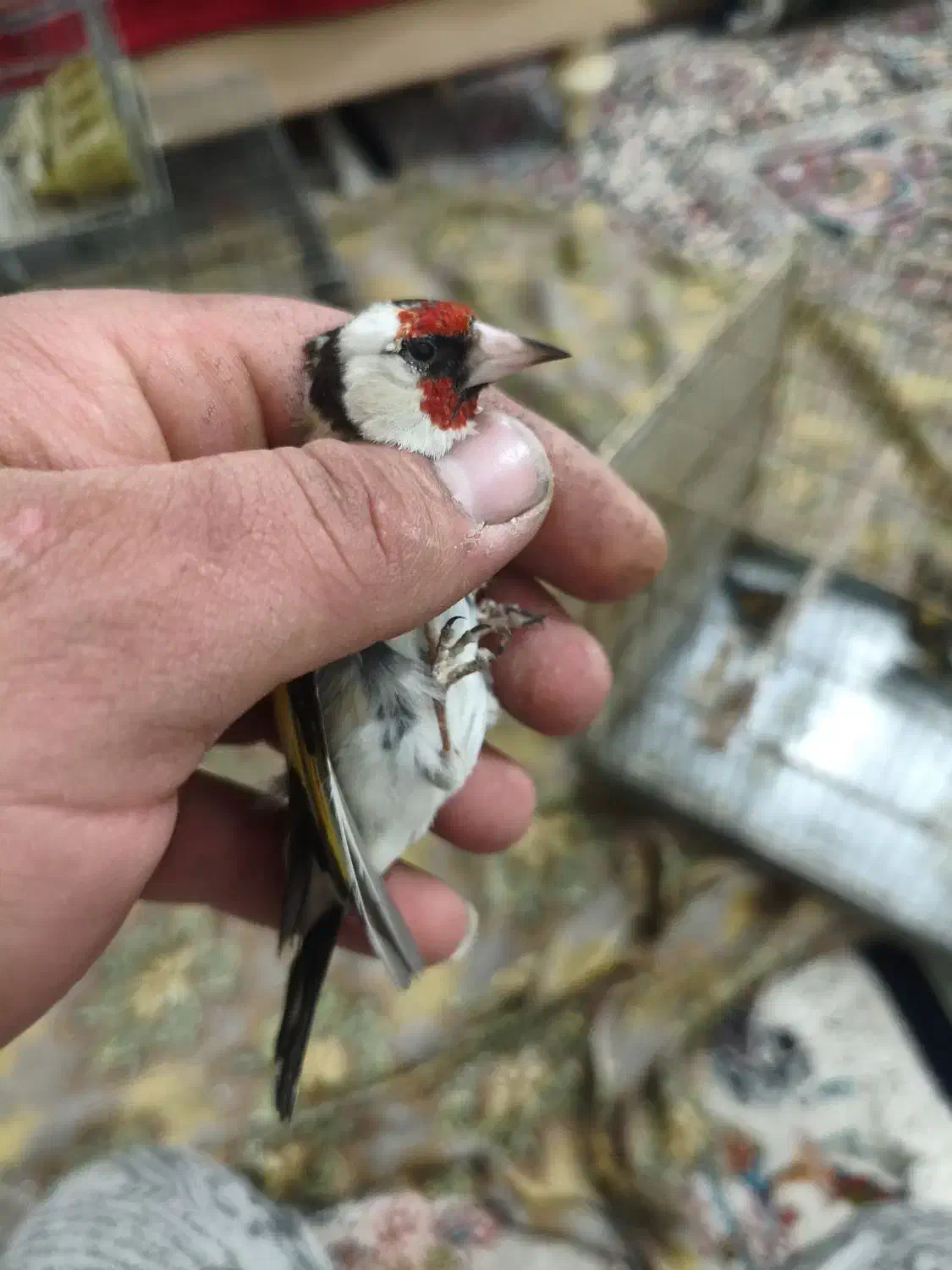 سهره ماده|پرنده|سیرجان, |دیوار