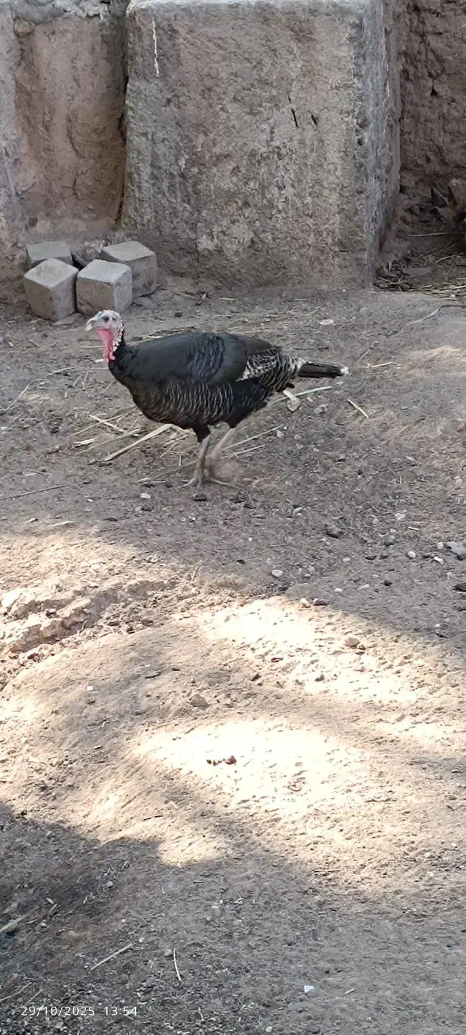 بوقلمون ماده تخمی|حیوانات مزرعه|بم, |دیوار