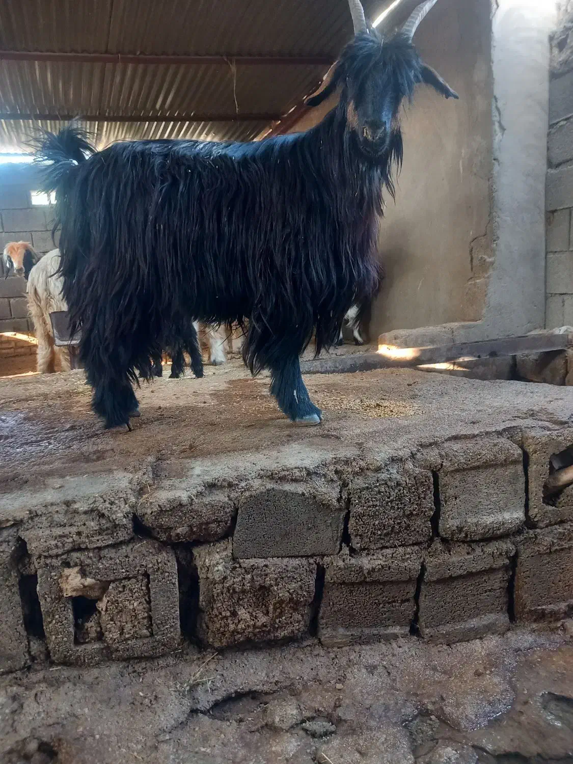 فروش ۸ بز|حیوانات مزرعه|باغ ملک, |دیوار