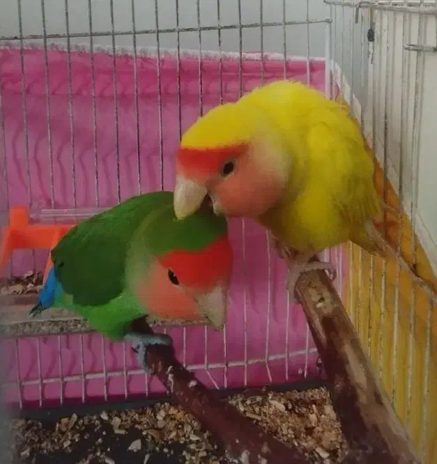 طوطی کوتوله|پرنده|گلبهار, شهر جدید گلبهار|دیوار