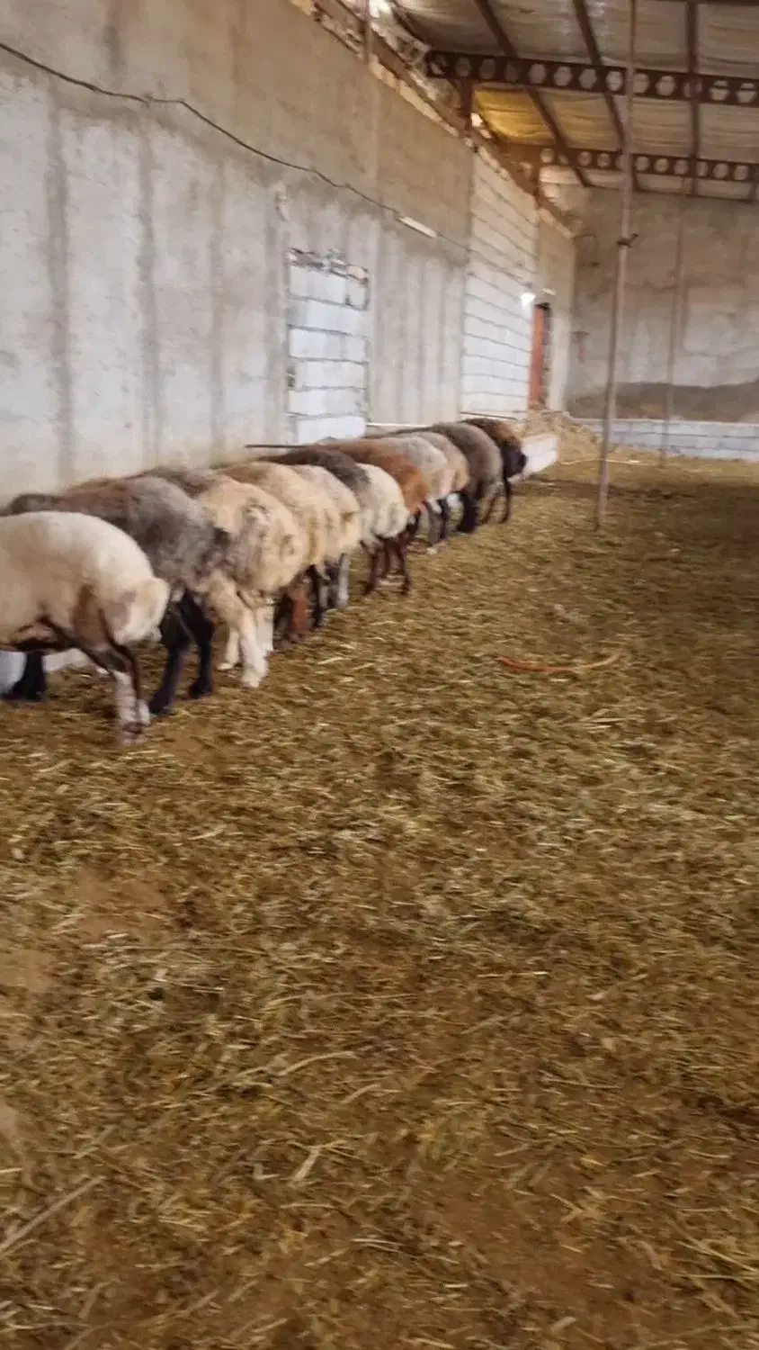 کارگر جوان برای دامداری|استخدام صنعتی، فنی، مهندسی|بستان آباد, |دیوار