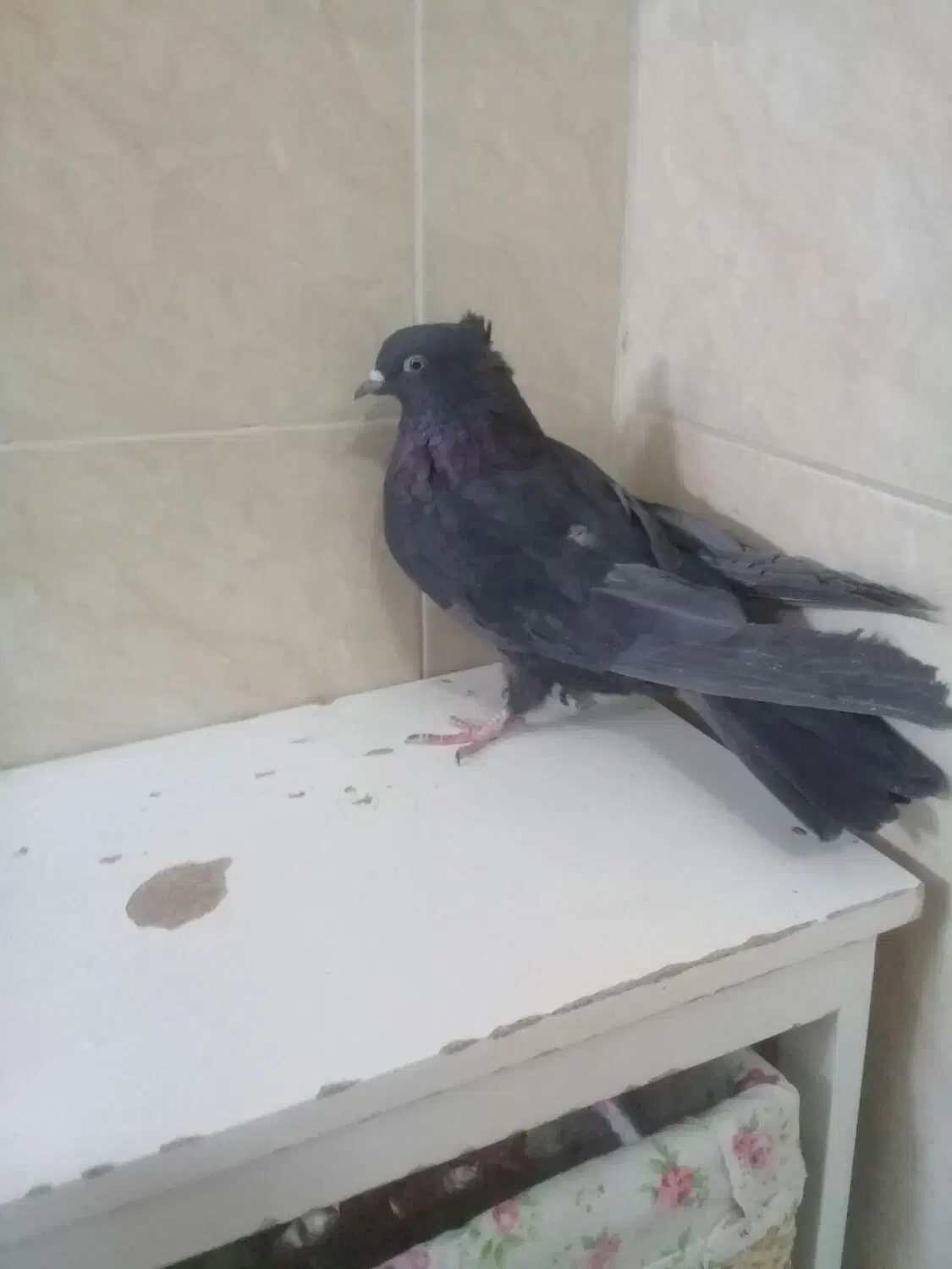 ی ماده سیاه اصفانی د دوتا جوجه سوسکی|پرنده|خمینیشهر, |دیوار