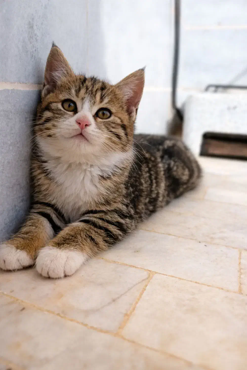 واگذاری گربه|گربه|حمیدیا, |دیوار