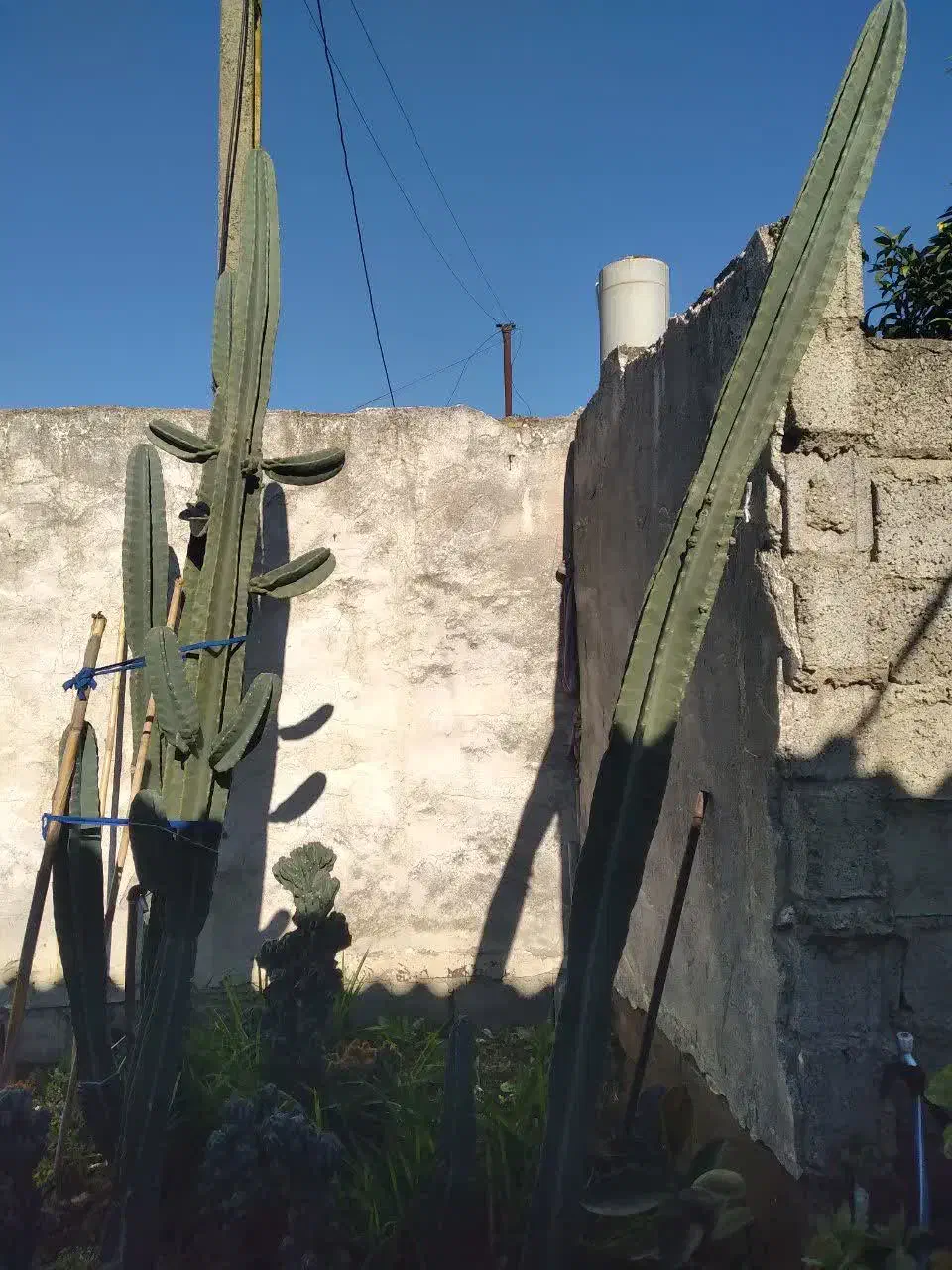 گل کاکتوس پریانوس قیمت مناسب|گل و گیاه طبیعی|کوهیخیل, |دیوار