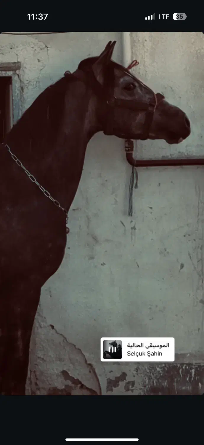 اسب|اسب و تجهیزات اسبسواری|مراغه, |دیوار