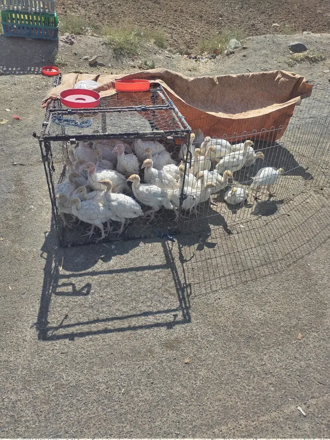 جوجه بوقلمون گوشتی بابهترین دان|حیوانات مزرعه|تربتحیدریه, بالا ولایت|دیوار