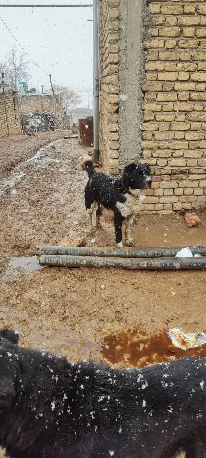 سگ گمشده|حیوانات|کرمانشاه, |دیوار