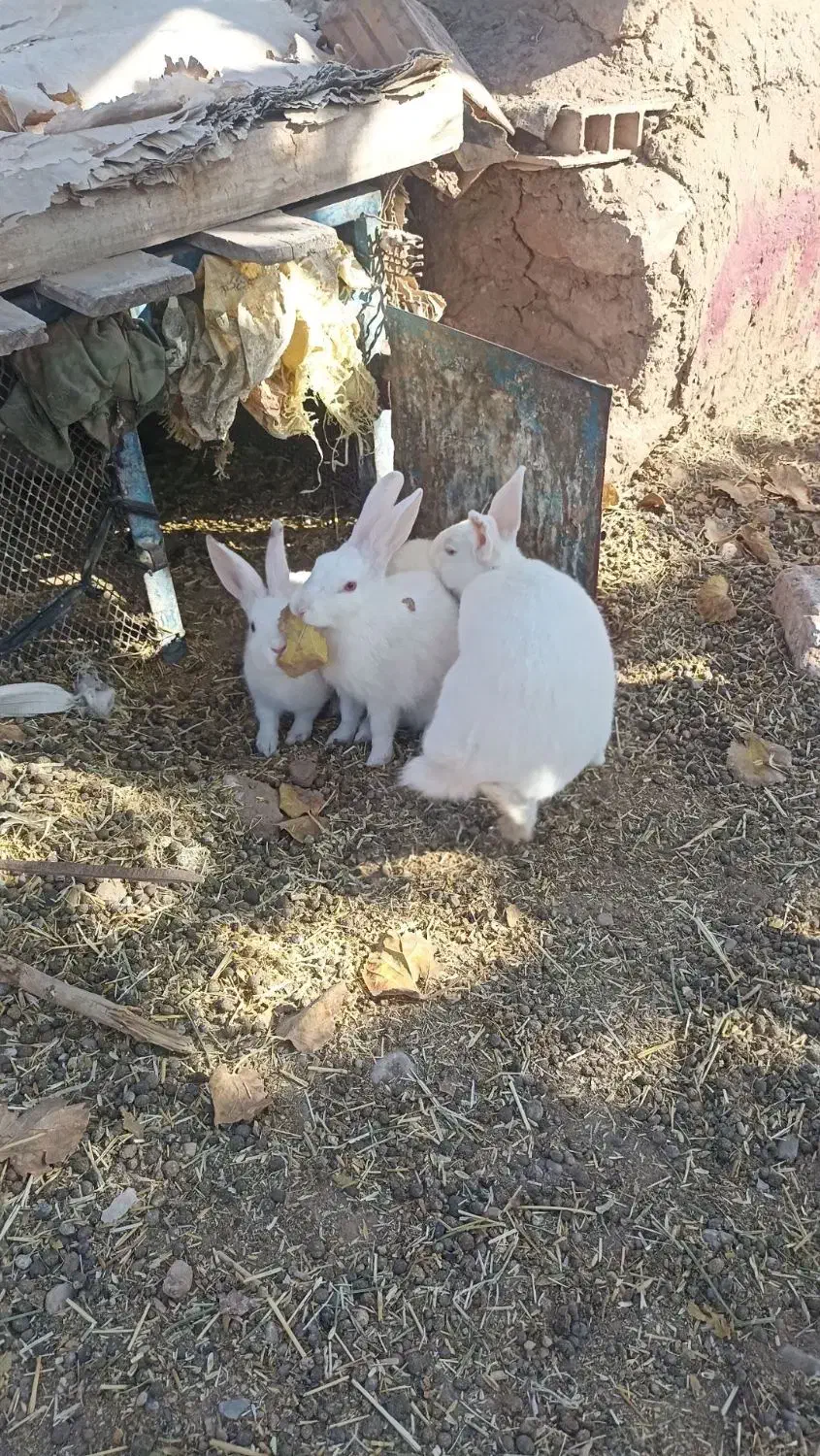 خرگوش خونگی|موش و خرگوش|خواف, |دیوار