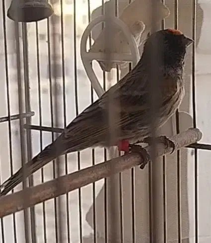 گلبسر|پرنده|کهریزک, |دیوار