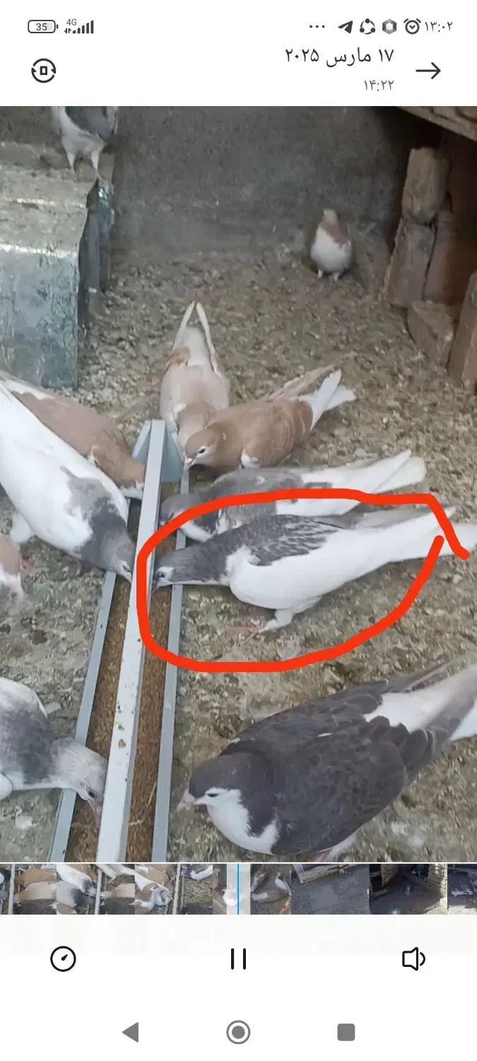 کفتر|پرنده|سبزوار, امیر کبیر|دیوار