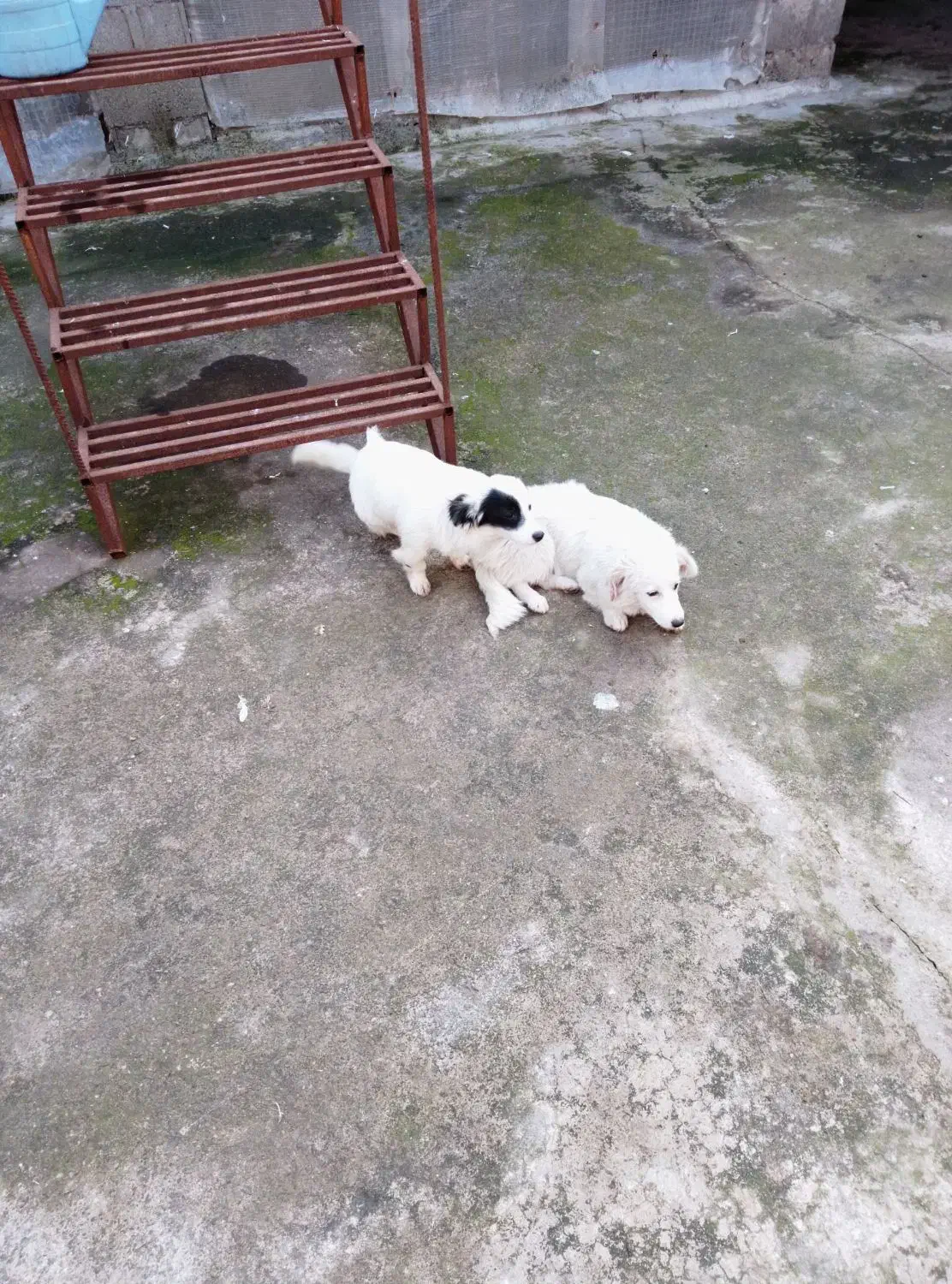 یک جفت توله سگ اشپیتز شش ماه|سگ|لولمان, |دیوار