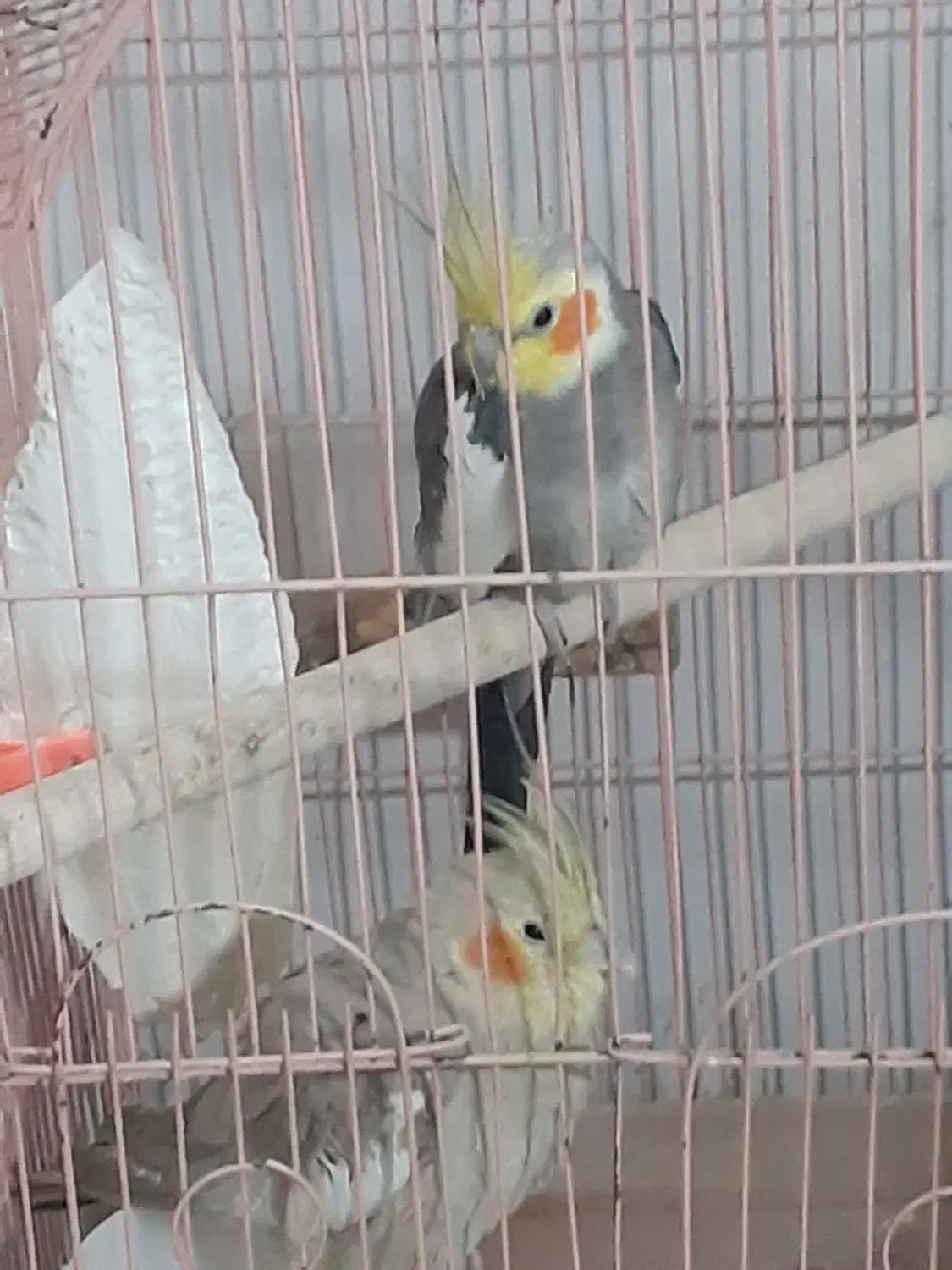 جفت عروس هلندی|پرنده|بافت, |دیوار