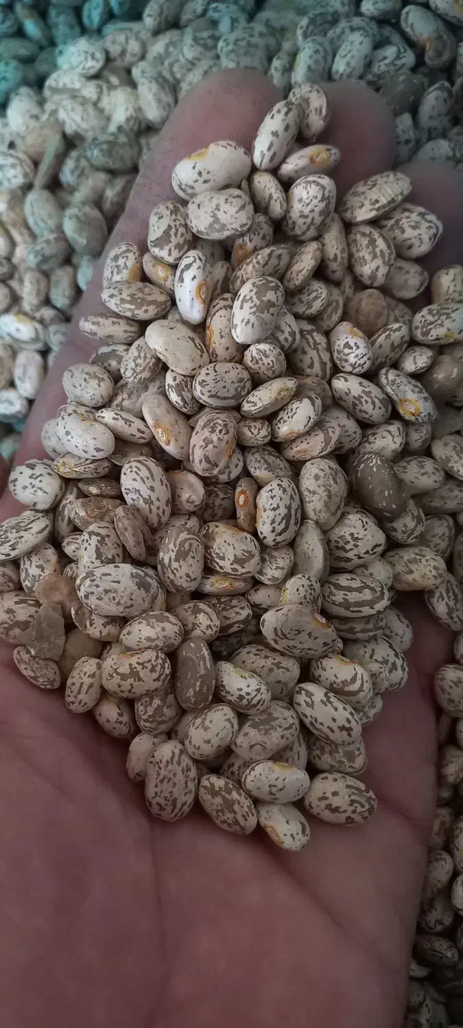 لوبیا چیتی|خوردنی و آشامیدنی|ویسیان, |دیوار