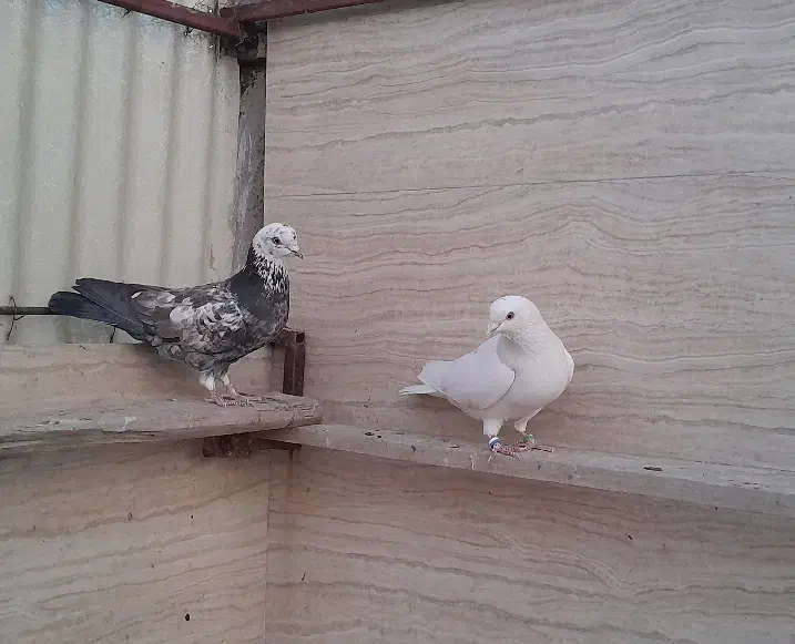 کفتر|پرنده|مشکین‌دشت, |دیوار