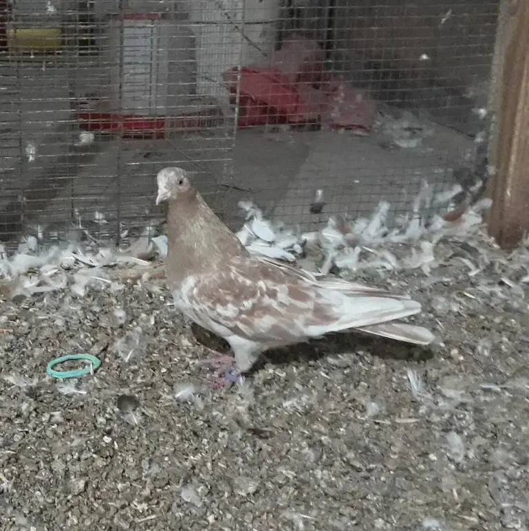 کفتر|پرنده|بندرلنگه, |دیوار