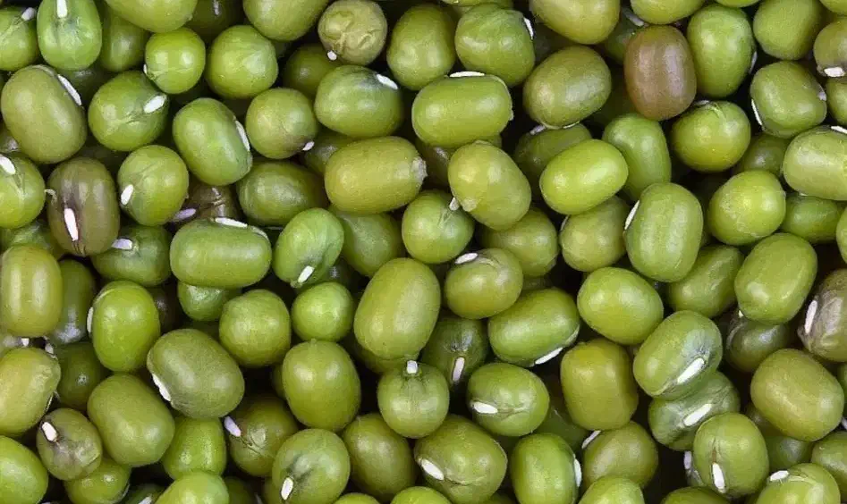 ماشک|خوردنی و آشامیدنی|یاسوج, |دیوار