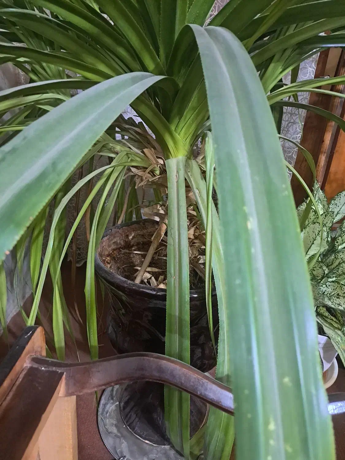 فروش گل پاندانوس|گل و گیاه طبیعی|نجفآباد, الله اکبر|دیوار