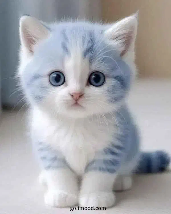 پت شاپ دکتر مصدق|لوازم جانبی حیوانات|گلبهار, شهر جدید گلبهار|دیوار