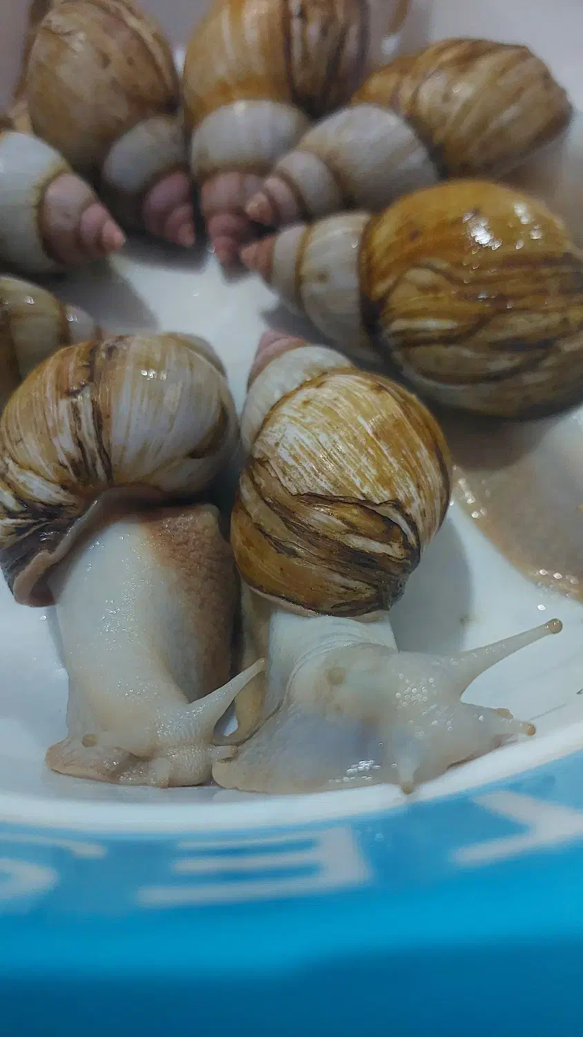 حلزون کلاژن ساز|خزنده|کرج, گلشهر|دیوار