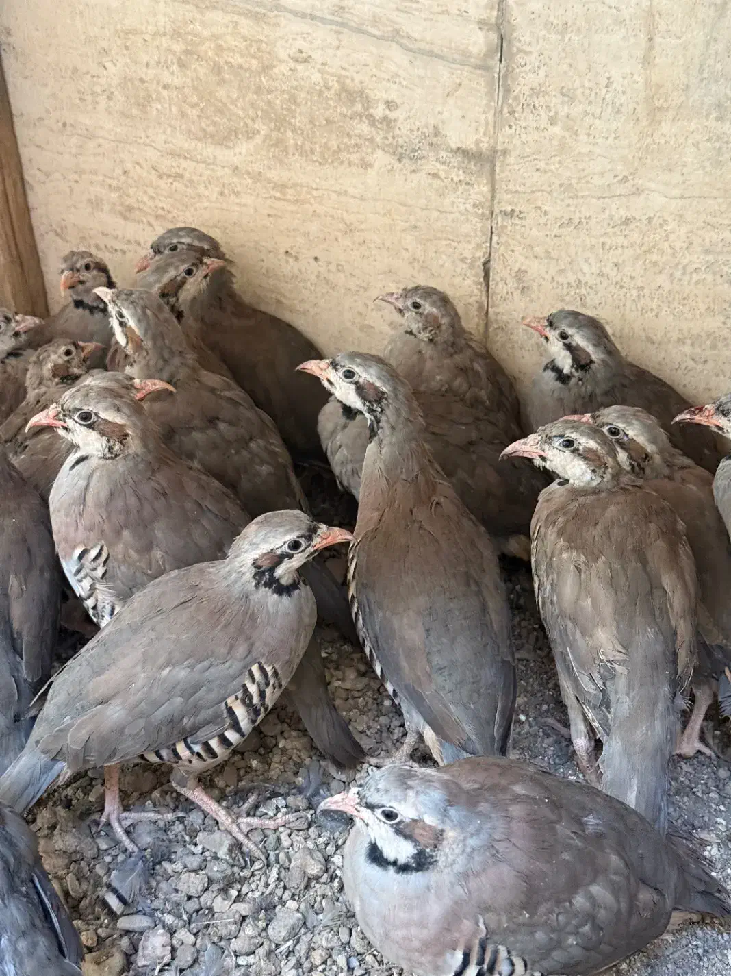 بلدرچین های ۴ماهه پرورشی|حیوانات مزرعه|تهران, پرستار|دیوار